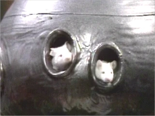 The hyper-intelligent pan-dimensional beings we knew as mice